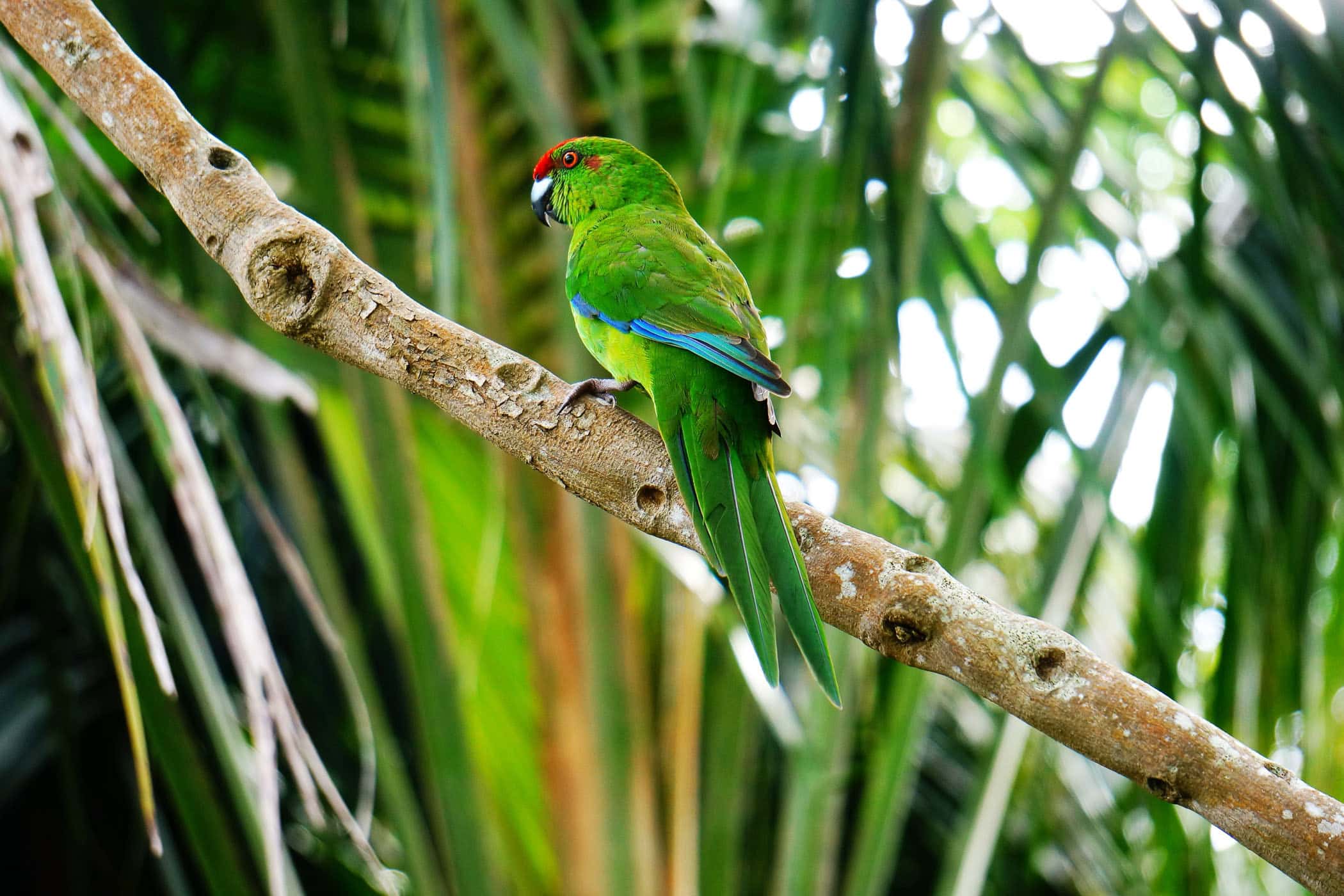 Norfolk Island Green Parrot